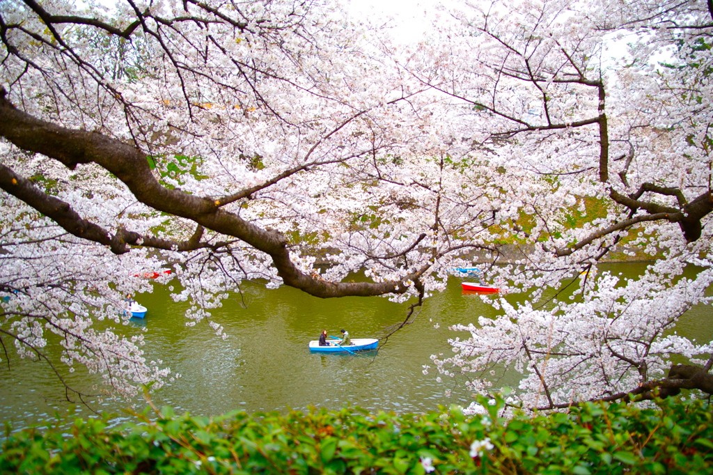 華やぐ水辺