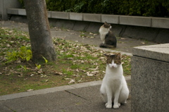 横浜で猫の集会発見