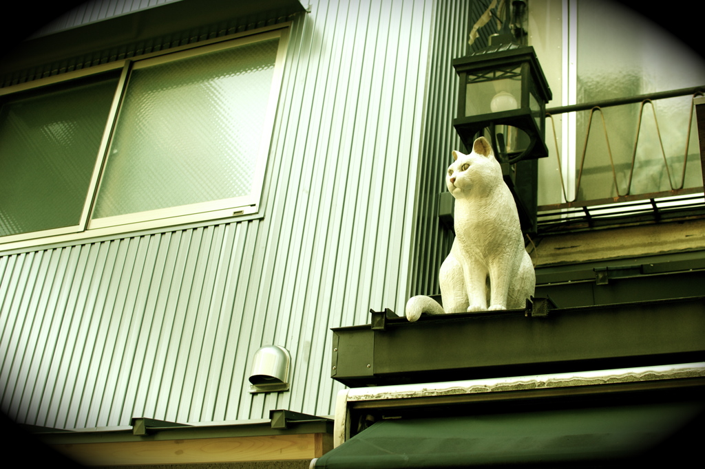 屋根上のネコ