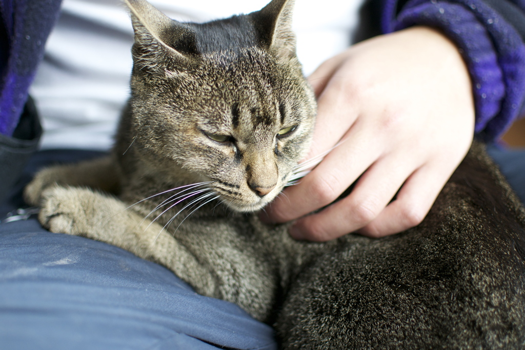 農家さんちの猫