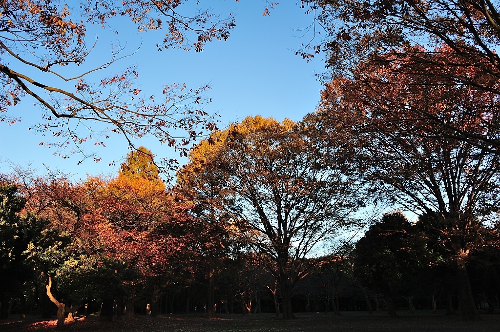 代々木公園／秋