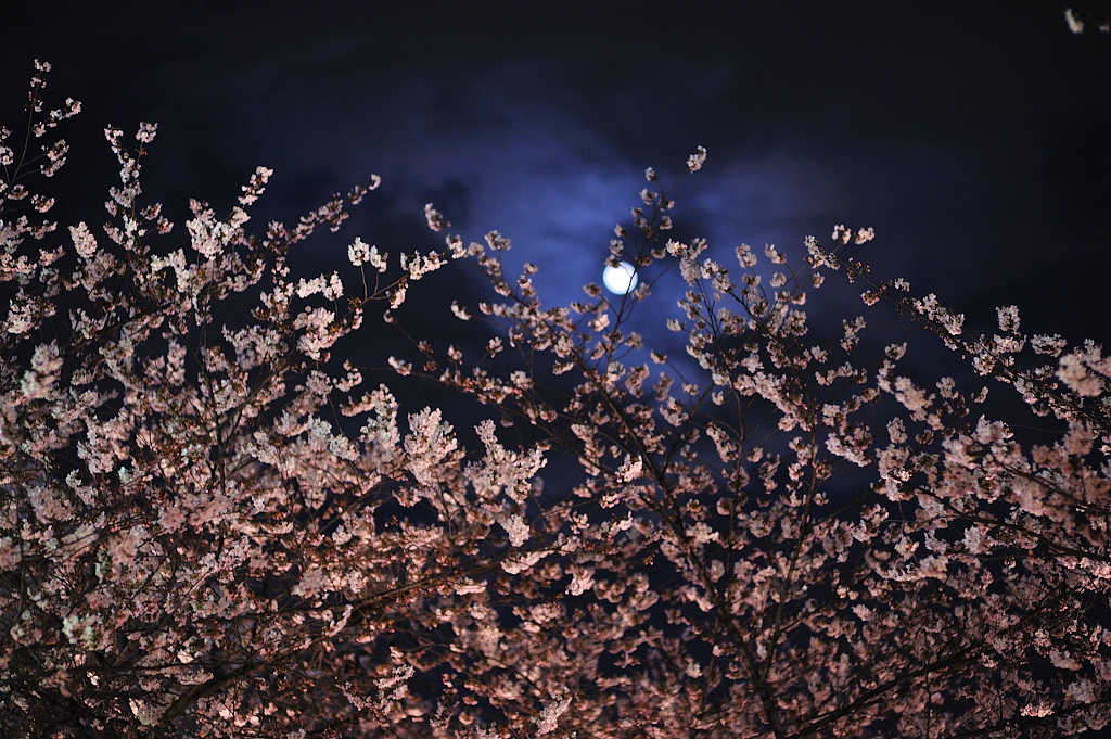 夜桜、月夜、目黒川。