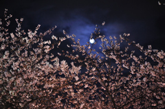 夜桜、月夜、目黒川。