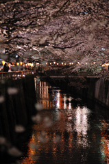 夜桜、目黒川。