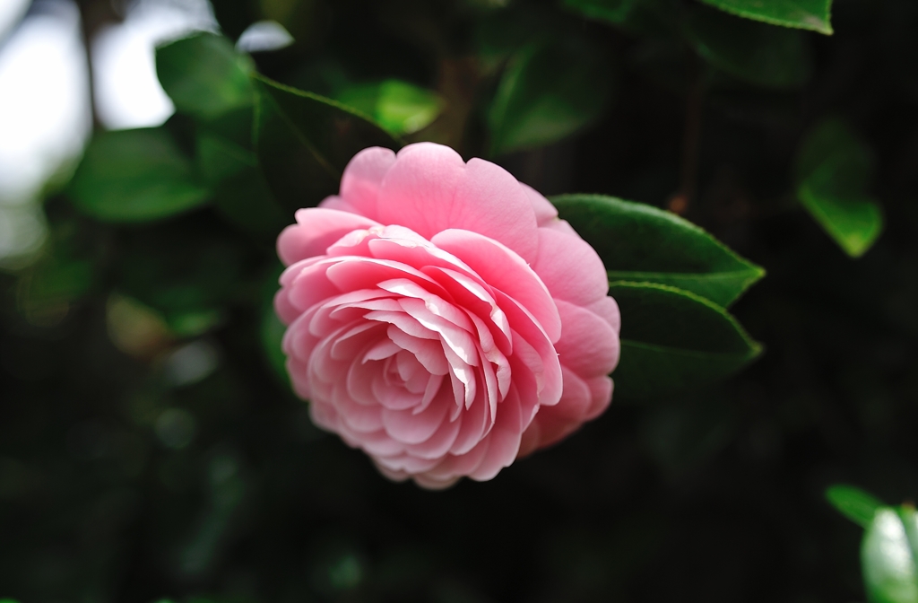DSC_8646