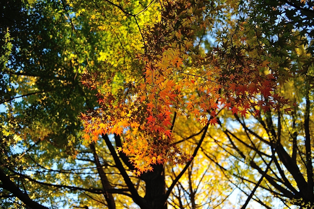 代々木公園／秋