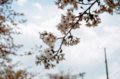 SAKURA