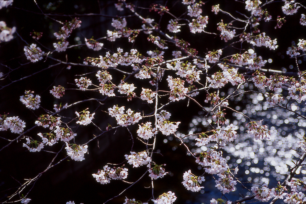 川面、桜