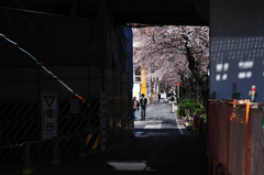 桜、目黒川