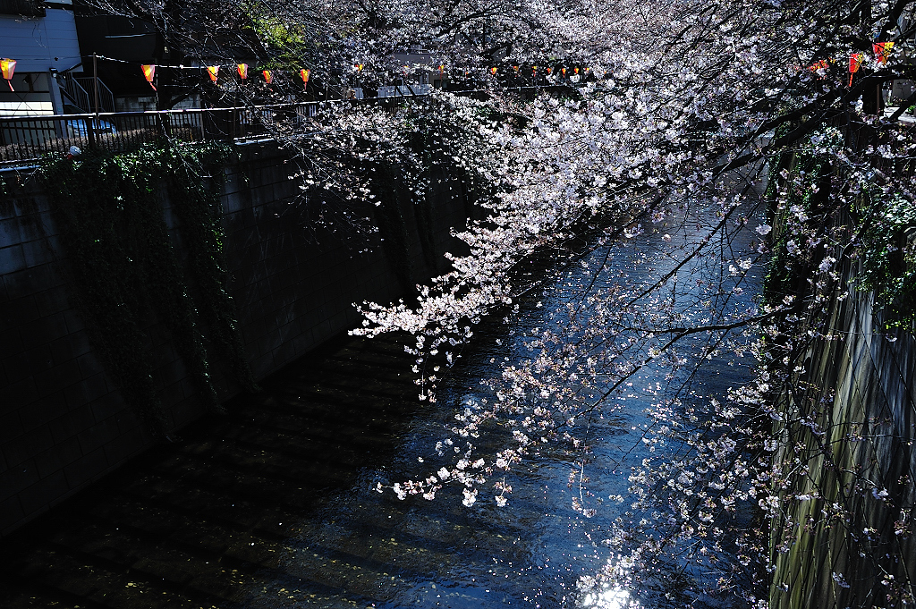 桜、目黒川