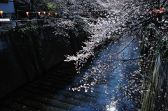 桜、目黒川