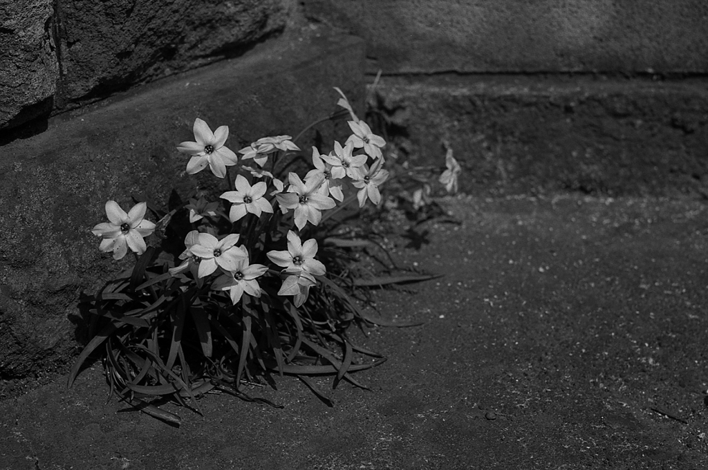 路傍の花