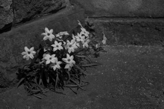 路傍の花