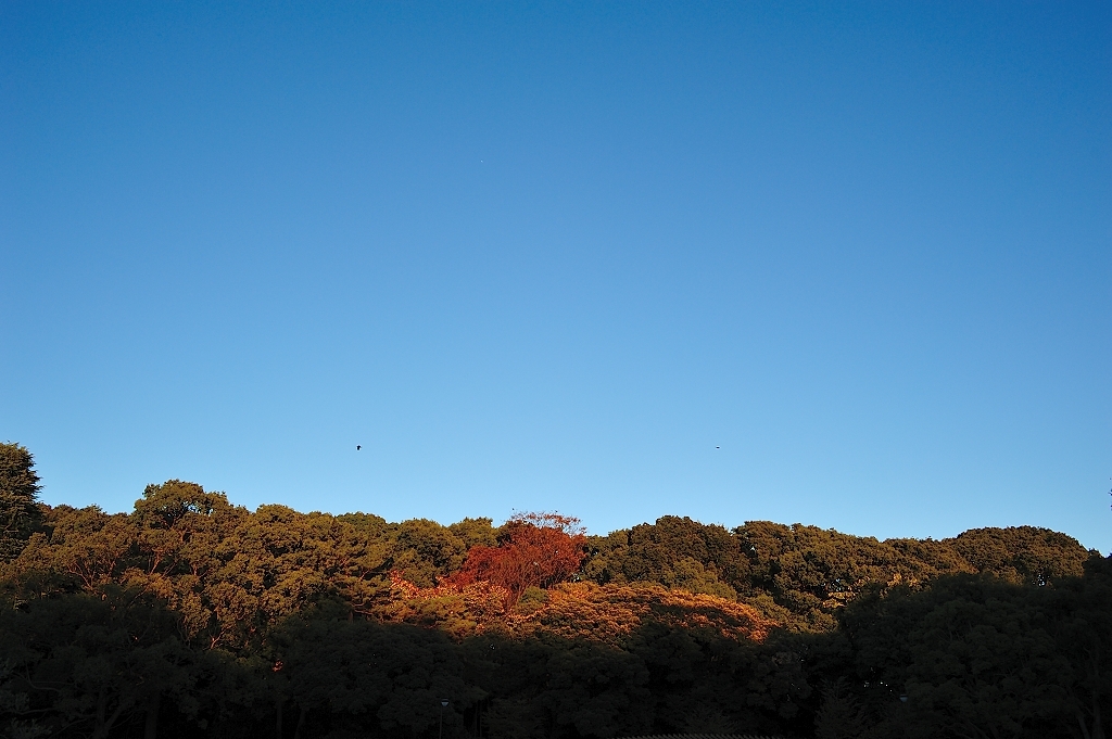 代々木公園／秋