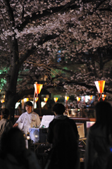 夜桜、目黒川。