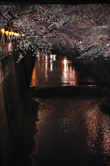 夜桜、目黒川。