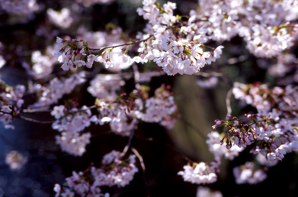 sakura