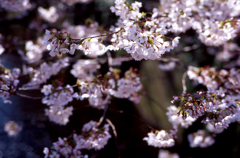 sakura