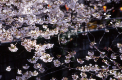 sakura