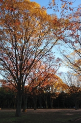 代々木公園／秋