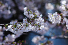 桜、目黒川