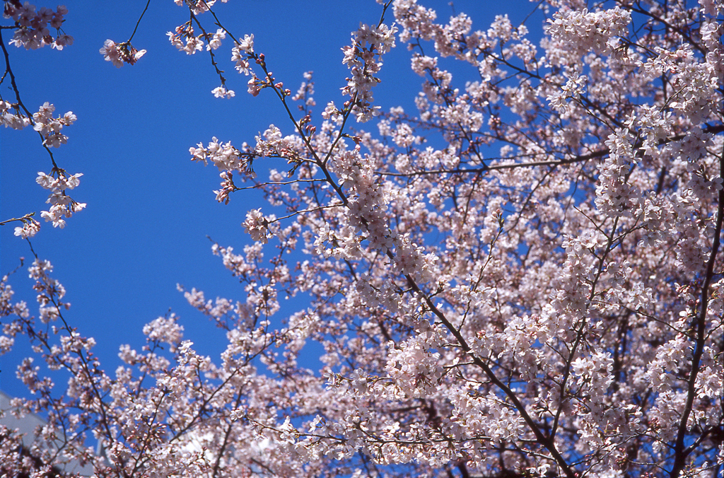 蒼、桜