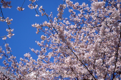 蒼、桜