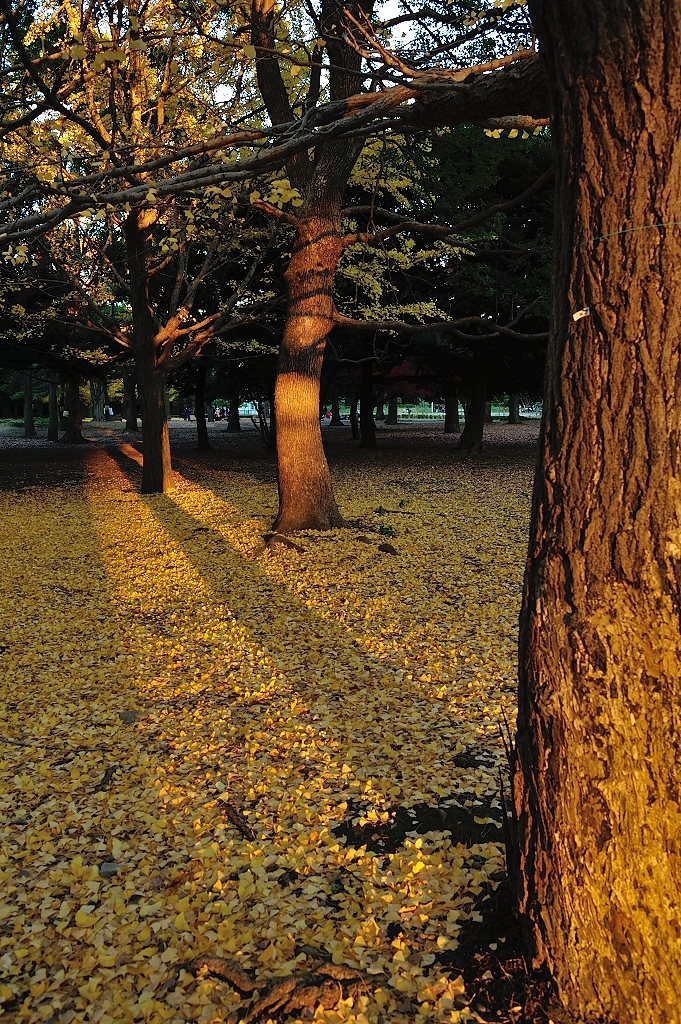 代々木公園／秋
