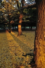 代々木公園／秋