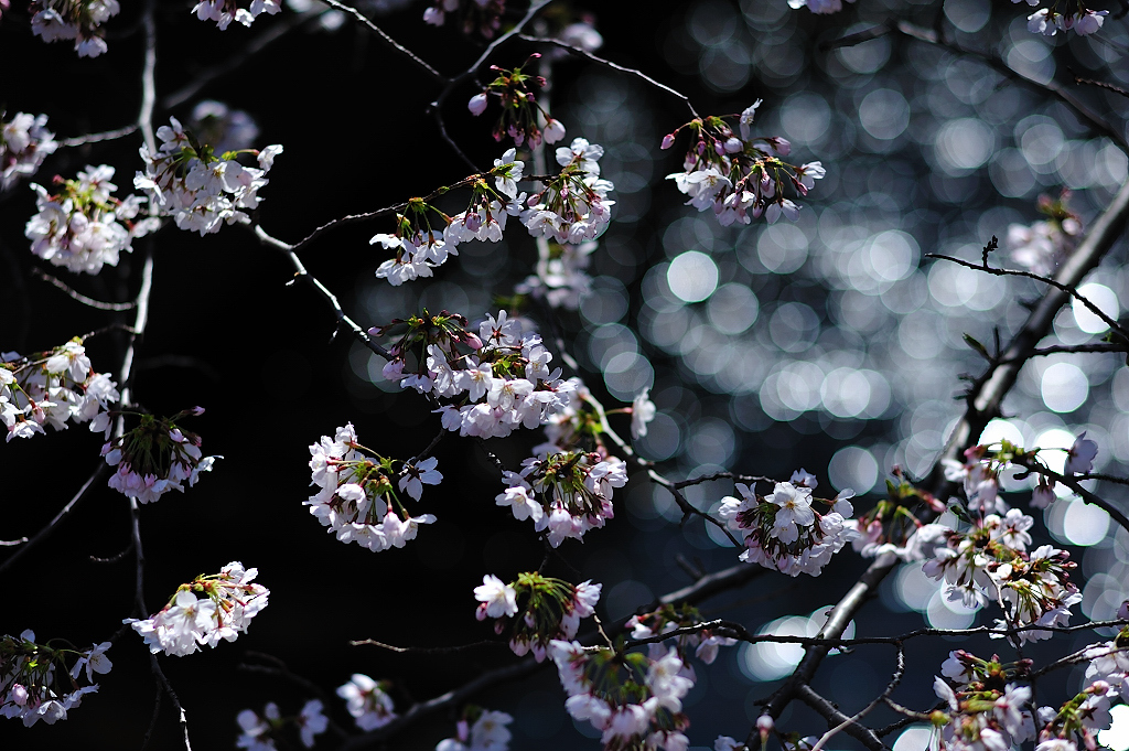 桜、目黒川