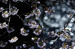 桜、目黒川