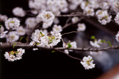 sakura