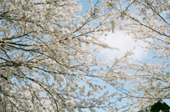 SAKURA