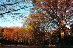 代々木公園／秋