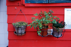 Green on Red