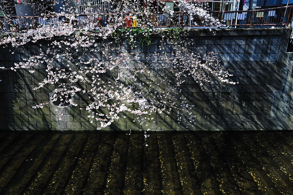 桜、目黒川