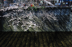 桜、目黒川