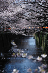 桜、目黒川