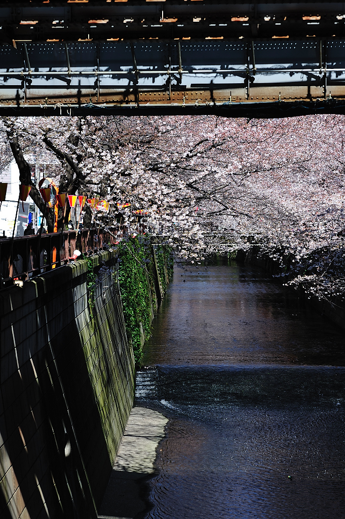 桜、目黒川