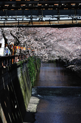 桜、目黒川