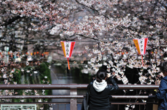 桜、目黒川