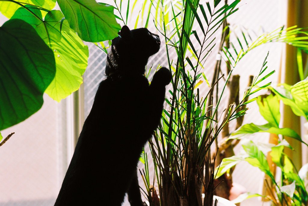 観葉植物は食べちゃだめです。