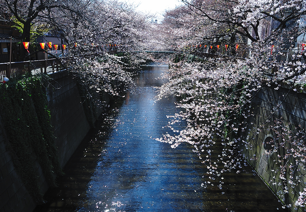 桜、目黒川