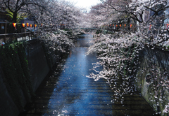 桜、目黒川