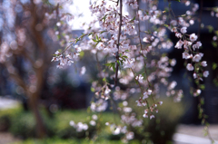 sakura