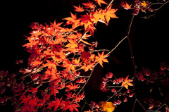 朱と紅２
