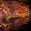 シンメトリー