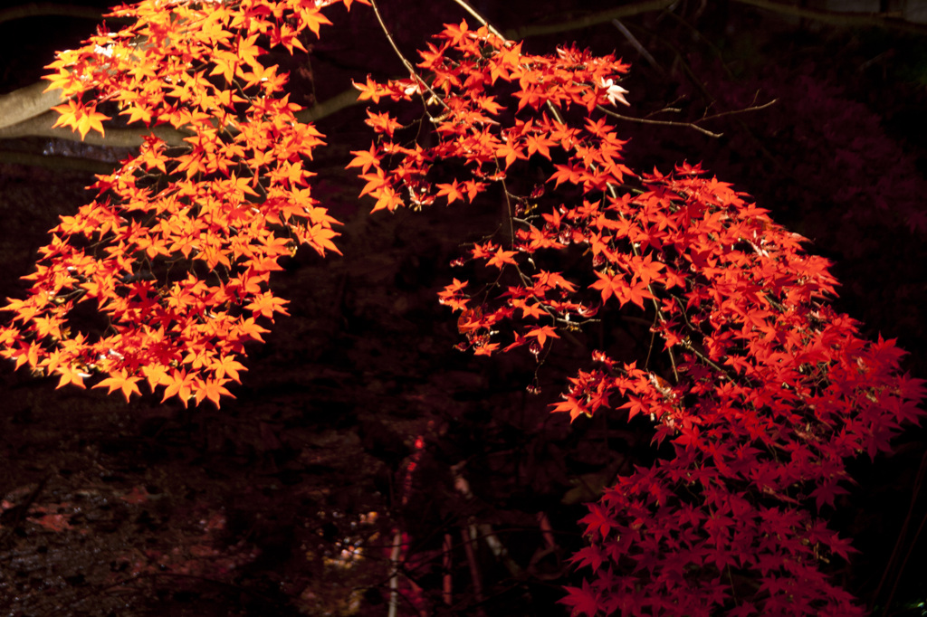 朱と紅１