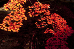 朱と紅１