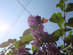 DSC02921